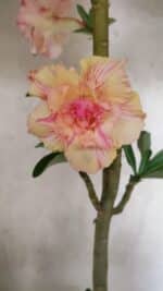 Planta Dobrada 3770 – 35cm – 03 anos - Imagem 4