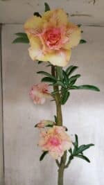 Planta Dobrada 3770 – 35cm – 03 anos - Imagem 5