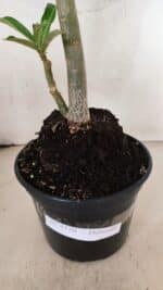 Planta Dobrada 3770 – 35cm – 03 anos - Imagem 8