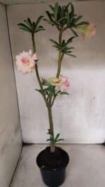 Planta Dobrada 3770 – 35cm – 03 anos - Imagem 7