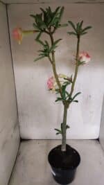 Planta Dobrada 3770 – 35cm – 03 anos - Imagem 6