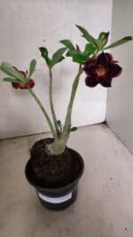 Planta Dobrada 3771 – 30cm – 03 anos - Imagem 2