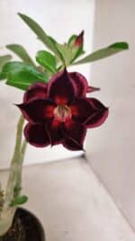 Planta Dobrada 3771 – 30cm – 03 anos - Imagem 5