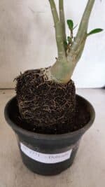 Planta Dobrada 3771 – 30cm – 03 anos - Imagem 8