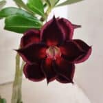 Planta Dobrada 3771 – 30cm – 03 anos