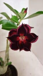 Planta Dobrada 3771 – 30cm – 03 anos