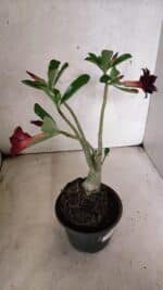 Planta Dobrada 3771 – 30cm – 03 anos - Imagem 7