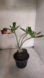 Planta Dobrada 3771 – 30cm – 03 anos - Imagem 6
