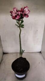 Planta Dobrada 3772 – 30cm – 02 anos - Imagem 2