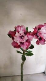 Planta Dobrada 3772 – 30cm – 02 anos - Imagem 6