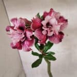 Planta Dobrada 3772 – 30cm – 02 anos