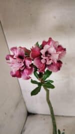 Planta Dobrada 3772 – 30cm – 02 anos