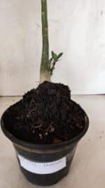 Planta Dobrada 3772 – 30cm – 02 anos - Imagem 8