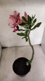 Planta Dobrada 3772 – 30cm – 02 anos - Imagem 5