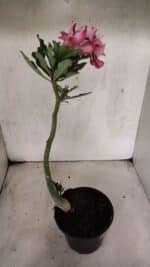 Planta Dobrada 3772 – 30cm – 02 anos - Imagem 7