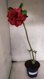 Planta Dobrada 3773 – 30cm – 02 anos - Imagem 2