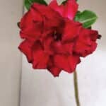 Planta Dobrada 3773 – 30cm – 02 anos