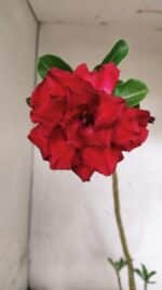 Planta Dobrada 3773 – 30cm – 02 anos