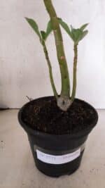 Planta Dobrada 3773 – 30cm – 02 anos - Imagem 6