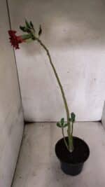 Planta Dobrada 3773 – 30cm – 02 anos - Imagem 5