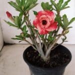 Planta Dobrada 3774 – 25cm – 02 anos