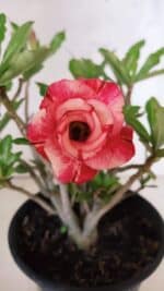 Planta Dobrada 3774 – 25cm – 02 anos - Imagem 3