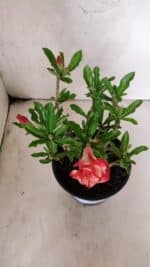 Planta Dobrada 3774 – 25cm – 02 anos - Imagem 4
