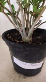 Planta Dobrada 3774 – 25cm – 02 anos - Imagem 8