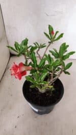 Planta Dobrada 3774 – 25cm – 02 anos - Imagem 6