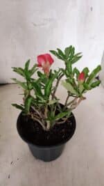 Planta Dobrada 3774 – 25cm – 02 anos - Imagem 5