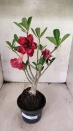 Planta Dobrada 3775 – 35cm – 03 anos - Imagem 2