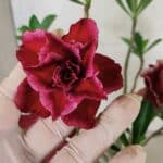 Planta Dobrada 3775 – 35cm – 03 anos