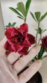 Planta Dobrada 3775 – 35cm – 03 anos