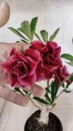 Planta Dobrada 3775 – 35cm – 03 anos - Imagem 4