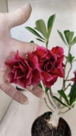 Planta Dobrada 3775 – 35cm – 03 anos - Imagem 8