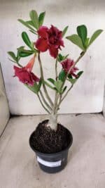 Planta Dobrada 3775 – 35cm – 03 anos - Imagem 5