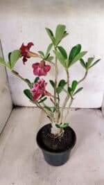 Planta Dobrada 3775 – 35cm – 03 anos - Imagem 7