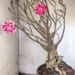 Planta Dobrada 3776 – 70cm – 06 anos