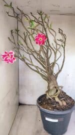 Planta Dobrada 3776 – 70cm – 06 anos