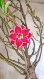 Planta Dobrada 3776 – 70cm – 06 anos - Imagem 3