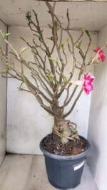 Planta Dobrada 3776 – 70cm – 06 anos - Imagem 7