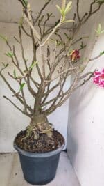 Planta Dobrada 3776 – 70cm – 06 anos - Imagem 10