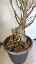 Planta Dobrada 3776 – 70cm – 06 anos - Imagem 8