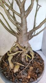 Planta Dobrada 3776 – 70cm – 06 anos - Imagem 5