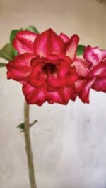 Planta Dobrada 3777 – 30cm – 02 anos - Imagem 4