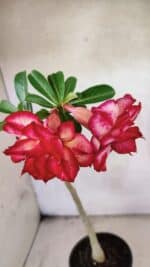 Planta Dobrada 3777 – 30cm – 02 anos - Imagem 5