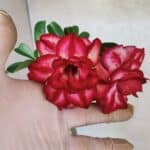 Planta Dobrada 3777 – 30cm – 02 anos