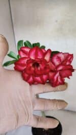 Planta Dobrada 3777 – 30cm – 02 anos