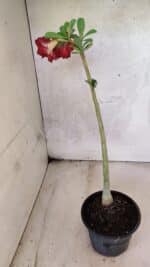 Planta Dobrada 3777 – 30cm – 02 anos - Imagem 6