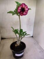 Planta Dobrada 3779 – 30cm – 02 anos - Imagem 2